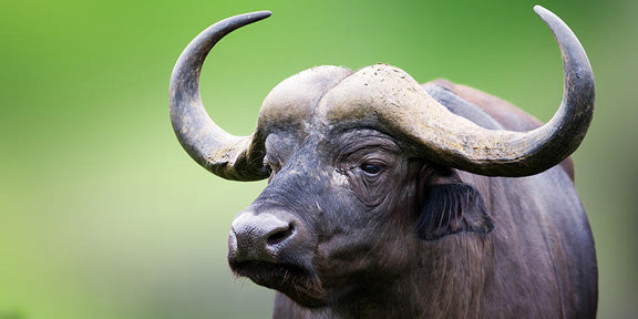 How to Look After your Handicrafts Drinking Horn